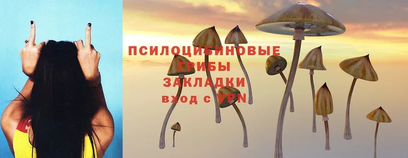 Псилоцибиновые грибы Magic Shrooms  кракен tor  Вязьма  купить  цена 